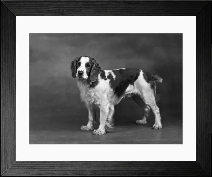 Framed Print : FALL / WELSH SPRINGER Framed Print : FALL / WELSH SPRINGER
