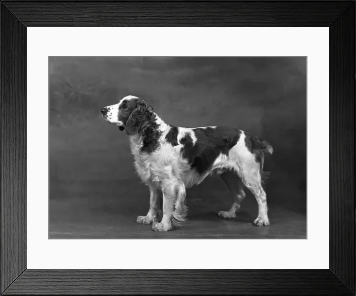 Framed Print : FALL / WELSH SPRINGER Framed Print : FALL / WELSH SPRINGER