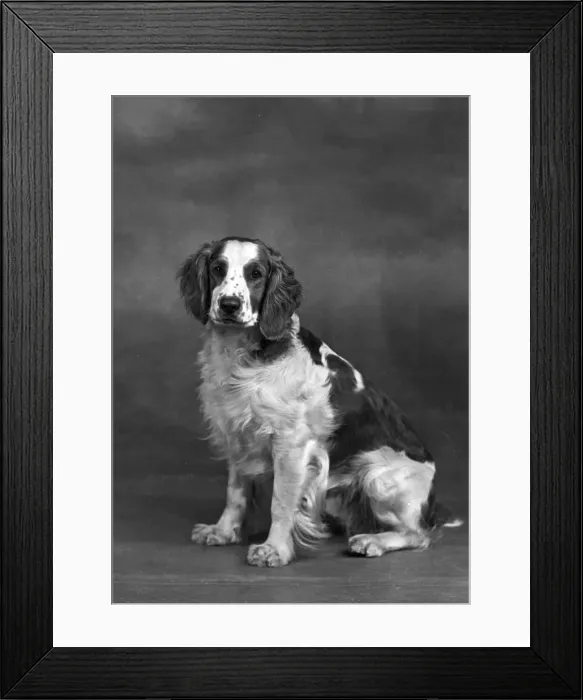 Framed Print : FALL / WELSH SPRINGER Framed Print : FALL / WELSH SPRINGER