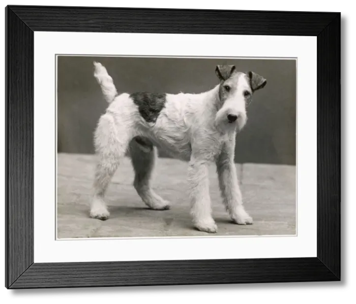 Framed Print : FALL / WIRE FOX TERRIER Framed Print : FALL / WIRE FOX TERRIER