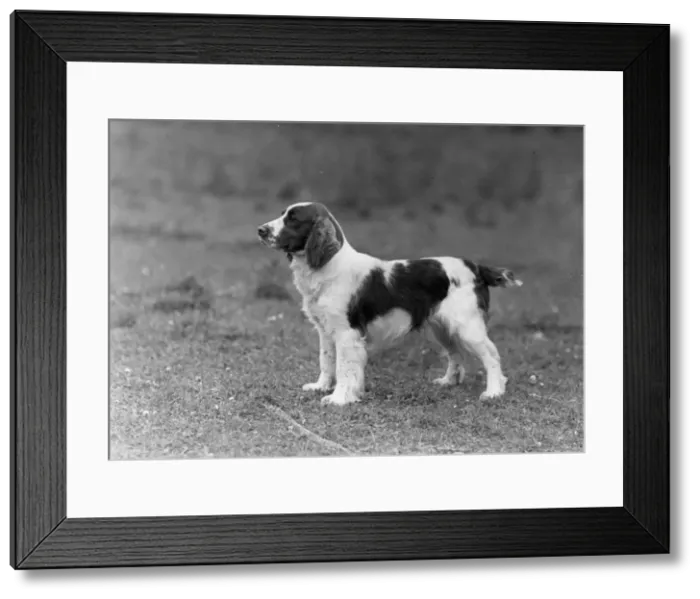 Framed Print : FALL / WELSH SPRINGER Framed Print : FALL / WELSH SPRINGER