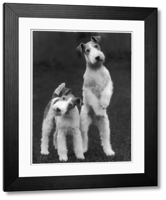 Framed Print : Fall - Wire Fox Terrier Framed Print : Fall - Wire Fox Terrier