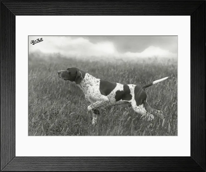 Framed Print : FALL / POINTER / BANCHORY Framed Print : FALL / POINTER / BANCHORY