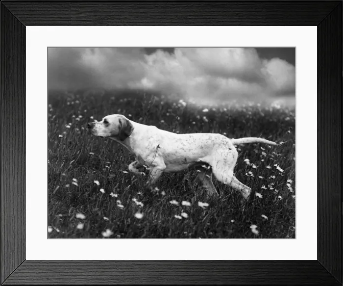 Framed Print : FALL / POINTER / GINGER Framed Print : FALL / POINTER / GINGER
