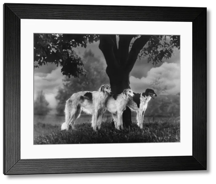 Framed Print : FALL / BORZOIS / BY A TREE Framed Print : FALL / BORZOIS / BY A TREE