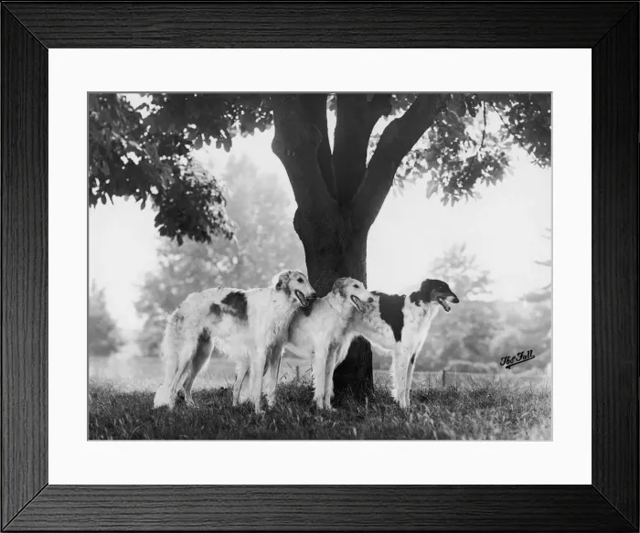Framed Print : FALL / BORZOIS / BY A TREE Framed Print : FALL / BORZOIS / BY A TREE