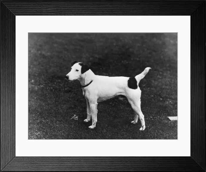 Framed Print : FALL  /  SMOOTH FOX TERRIER