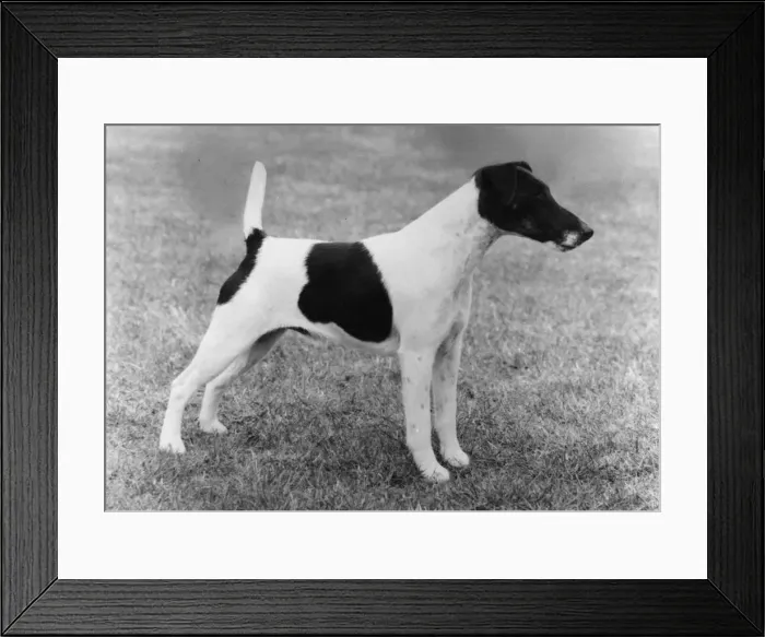 Framed Print : FALL / SMOOTH FOX TERRIER Framed Print : FALL / SMOOTH FOX TERRIER