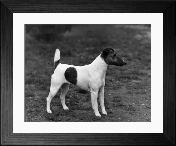 Framed Print : FALL / SMOOTH FOX TERRIER Framed Print : FALL / SMOOTH FOX TERRIER