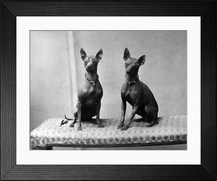 Framed Print : FALL / AFRICAN HAIRLESS Framed Print : FALL / AFRICAN HAIRLESS