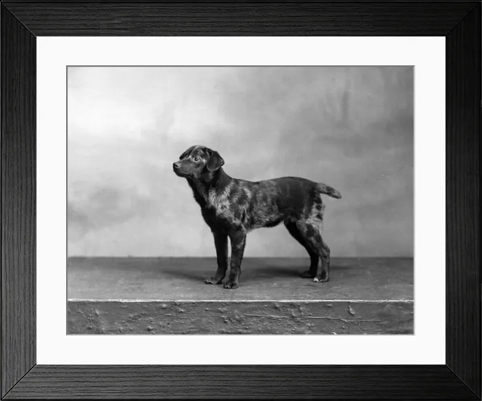 Framed Print : FALL / HARLEQUIN PINSCHER Framed Print : FALL / HARLEQUIN PINSCHER