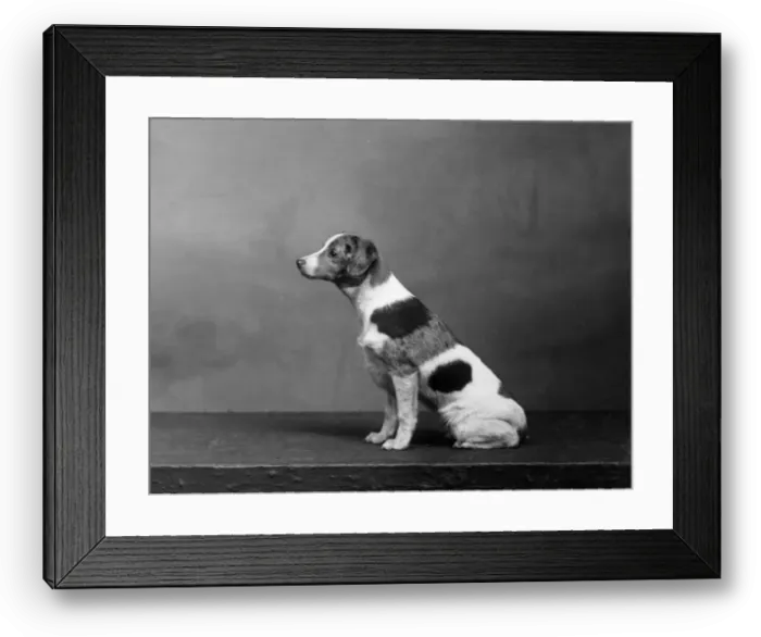 Framed Print : FALL / HARLEQUIN PINSCHER Framed Print : FALL / HARLEQUIN PINSCHER