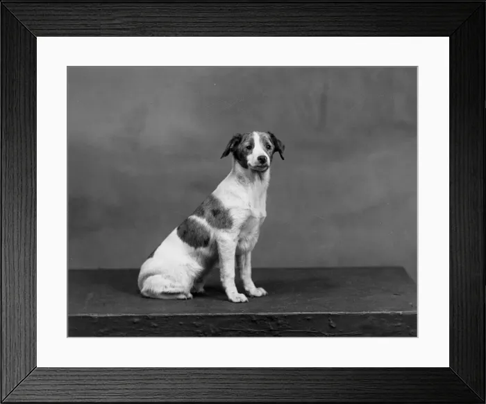 Framed Print : FALL / HARLEQUIN PINSCHER Framed Print : FALL / HARLEQUIN PINSCHER