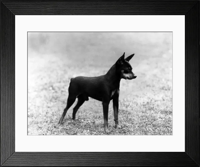 Framed Print : FALL / MINIATURE PINSCHER Framed Print : FALL / MINIATURE PINSCHER