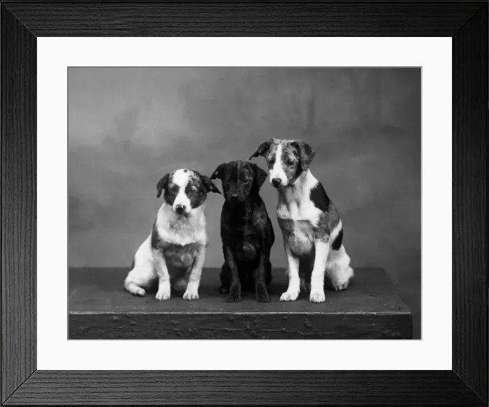 Framed Print : FALL / HARLEQUIN PINSCHER Framed Print : FALL / HARLEQUIN PINSCHER