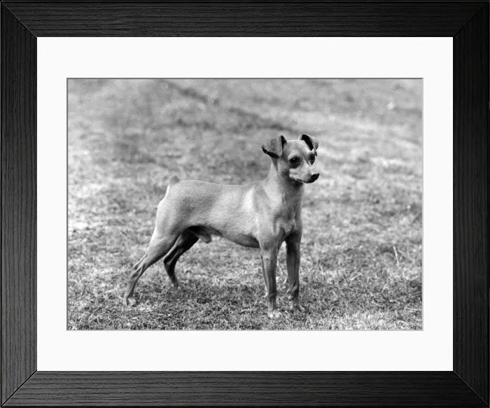 Framed Print : FALL / MINIATURE PINSCHER Framed Print : FALL / MINIATURE PINSCHER