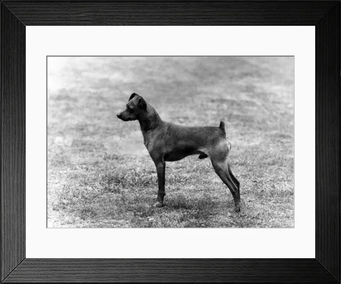 Framed Print : FALL / MINIATURE PINSCHER Framed Print : FALL / MINIATURE PINSCHER