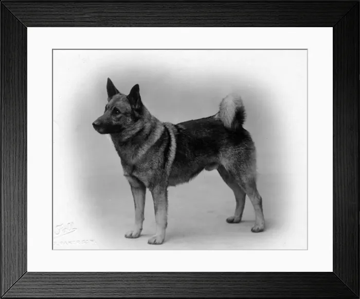 Framed Print : FALL  /  ELKHOUND  /  1924