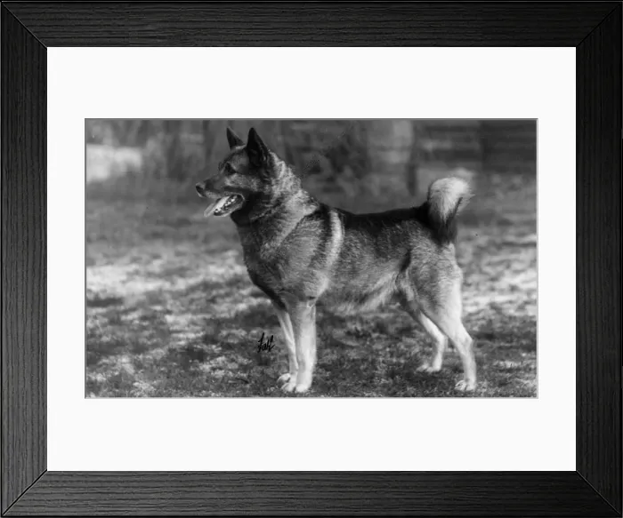 Framed Print : FALL / ELKHOUND / 1929 Framed Print : FALL / ELKHOUND / 1929