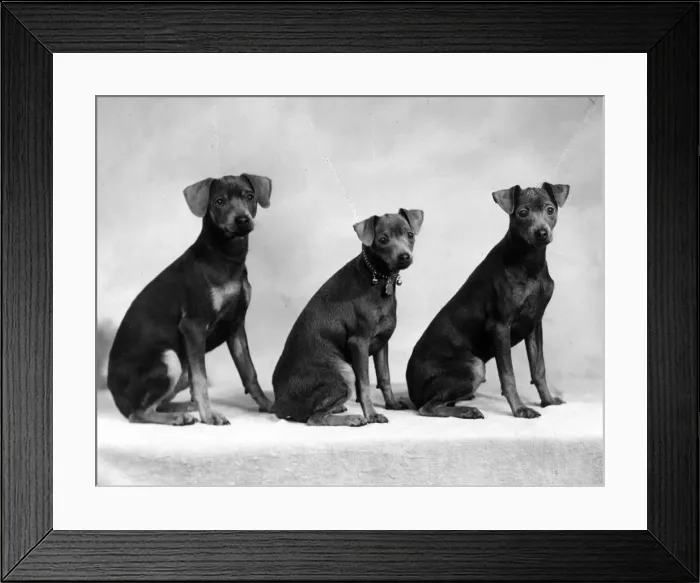 Framed Print : FALL / MINIATURE PINSCHER Framed Print : FALL / MINIATURE PINSCHER