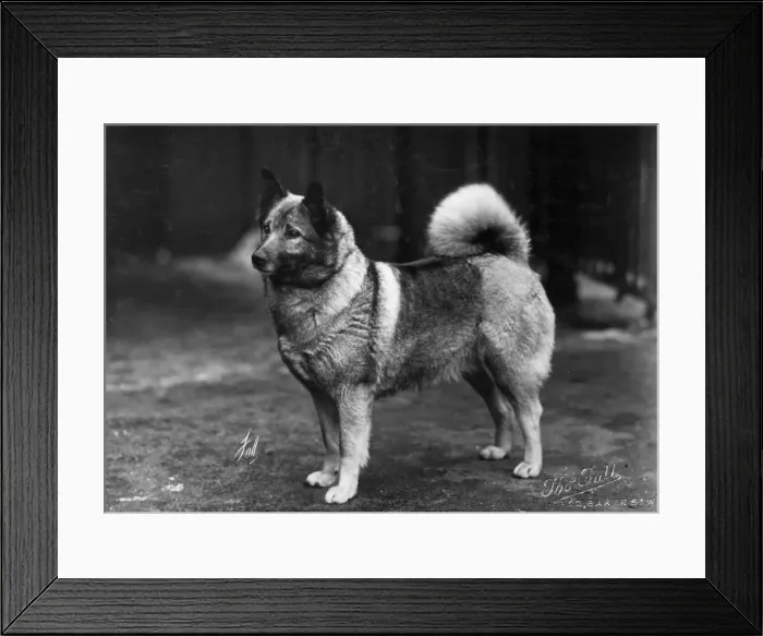 Framed Print : FALL / ELKHOUND / 1932 Framed Print : FALL / ELKHOUND / 1932