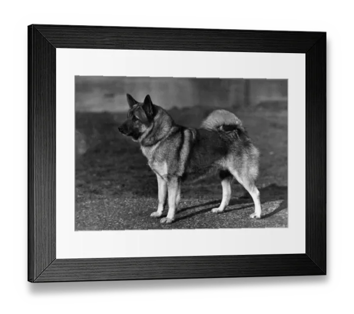 Framed Print : FALL / ELKHOUND / 1947 Framed Print : FALL / ELKHOUND / 1947
