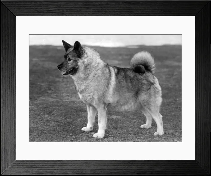 Framed Print : FALL / ELKHOUND / 1959 Framed Print : FALL / ELKHOUND / 1959