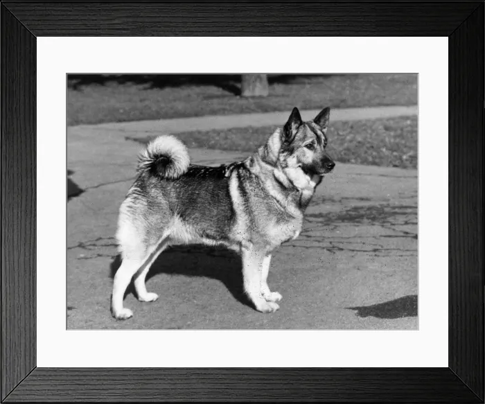 Framed Print : FALL / ELKHOUND / 1969 Framed Print : FALL / ELKHOUND / 1969