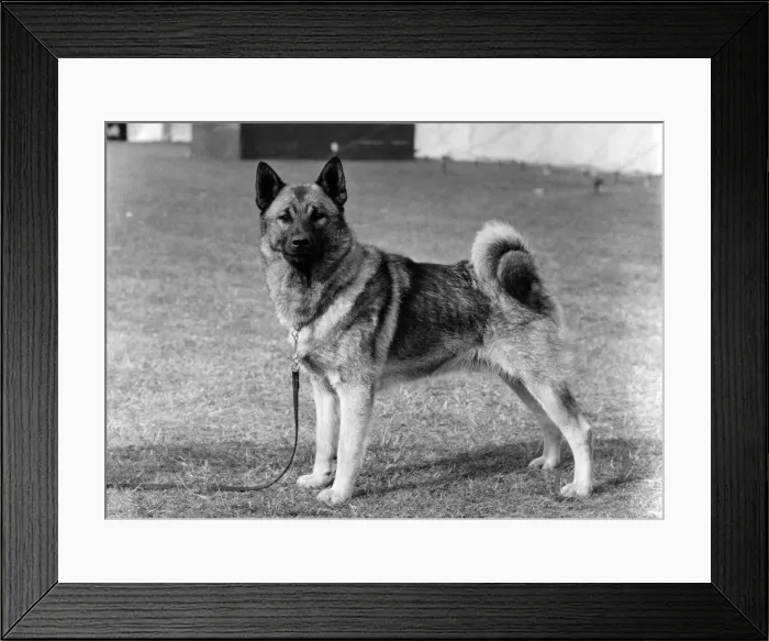 Framed Print : FALL / ELKHOUND / 1972 Framed Print : FALL / ELKHOUND / 1972