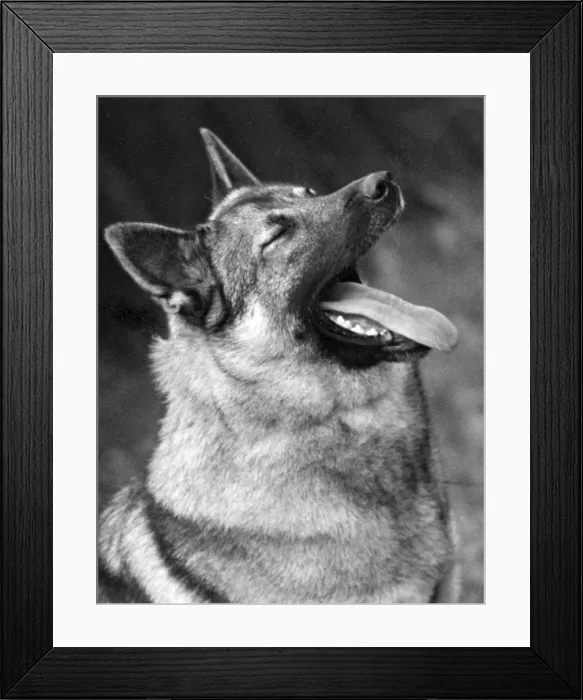 Framed Print : FALL / ELKHOUND / YAWNING Framed Print : FALL / ELKHOUND / YAWNING