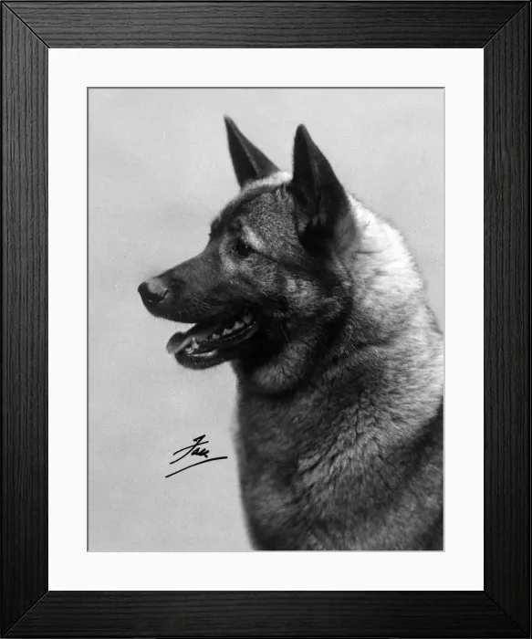 Framed Print : FALL  /  ELKHOUND  /  1939