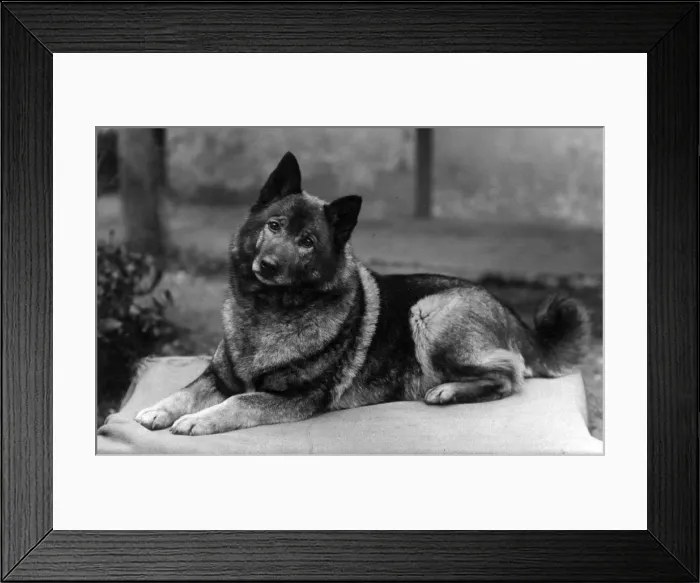 Framed Print : FALL / ELKHOUND / 1936 Framed Print : FALL / ELKHOUND / 1936