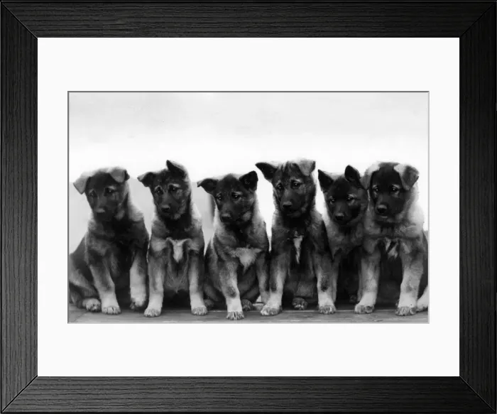 Framed Print : FALL / ELKHOUND / PUPPIES Framed Print : FALL / ELKHOUND / PUPPIES