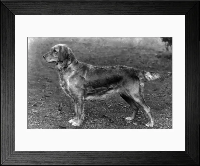 Framed Print : FALL / GOLDEN RETRIEVER / 34 Framed Print : FALL / GOLDEN RETRIEVER / 34