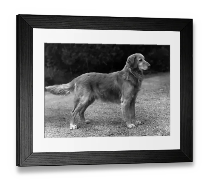 Framed Print : FALL / GOLDEN RETRIEVER / 53 Framed Print : FALL / GOLDEN RETRIEVER / 53