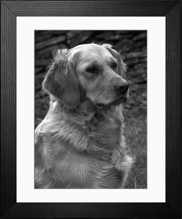 Framed Print : FALL / GOLDEN RETRIEVER / 53 Framed Print : FALL / GOLDEN RETRIEVER / 53