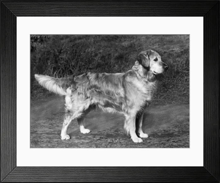 Framed Print : FALL / GOLDEN RETRIEVER / 65 Framed Print : FALL / GOLDEN RETRIEVER / 65