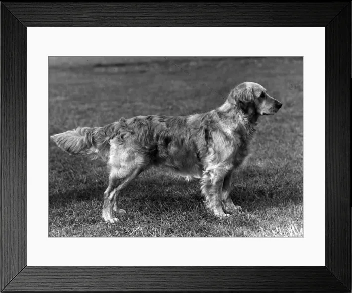 Framed Print : FALL / GOLDEN RETRIEVER / 56 Framed Print : FALL / GOLDEN RETRIEVER / 56