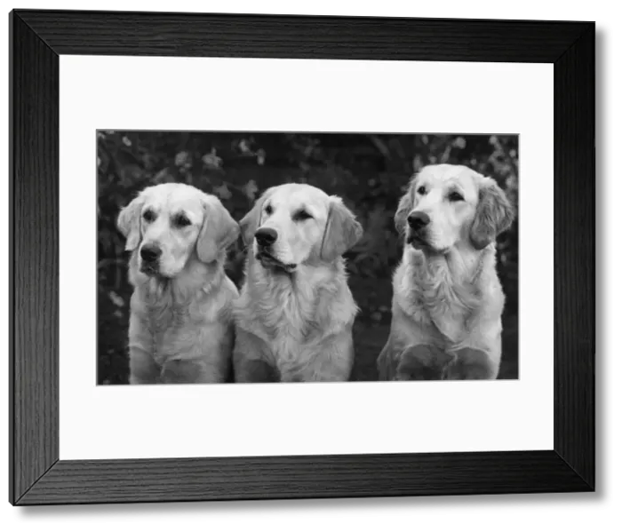 Framed Print : FALL / GOLDEN RETRIEVER Framed Print : FALL / GOLDEN RETRIEVER