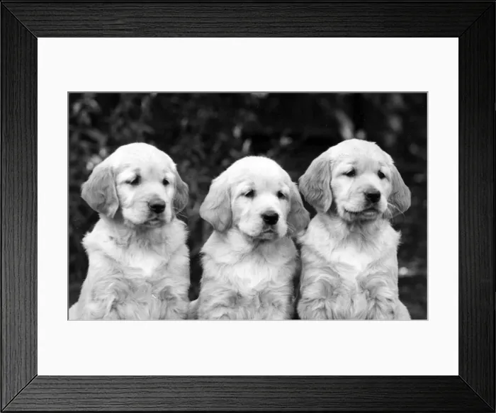 Framed Print : FALL / GOLDEN RETRIEVER Framed Print : FALL / GOLDEN RETRIEVER