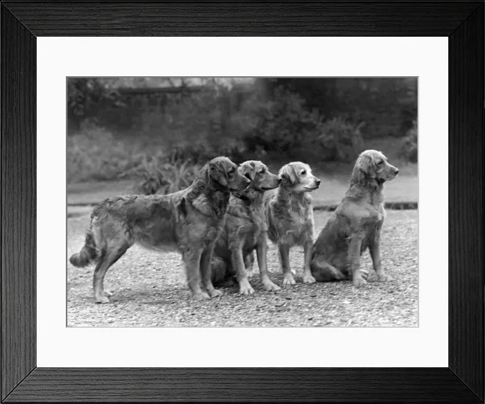 Framed Print : FALL / GOLDEN RETRIEVER Framed Print : FALL / GOLDEN RETRIEVER