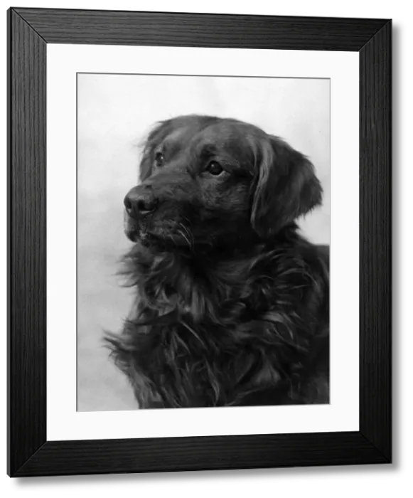 Framed Print : FALL / GOLDEN RETRIEVER Framed Print : FALL / GOLDEN RETRIEVER