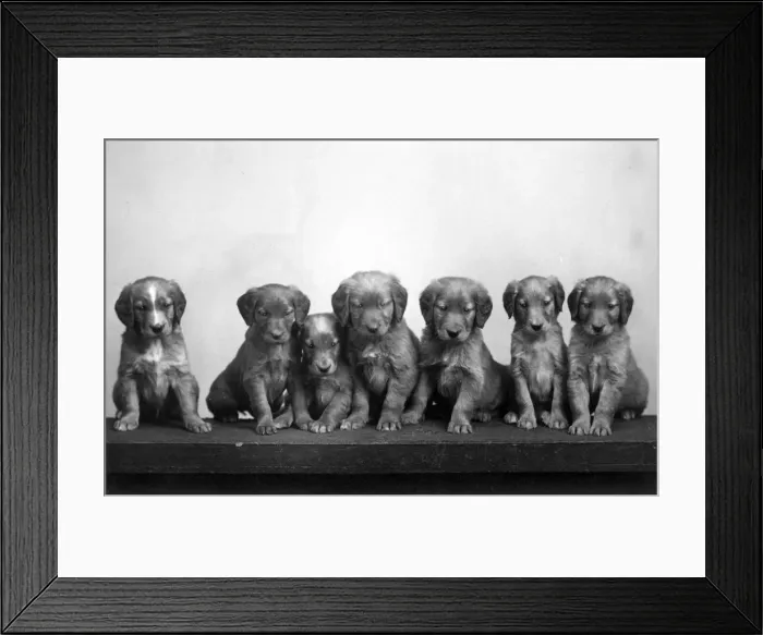 Framed Print : FALL / GOLDEN RETRIEVER Framed Print : FALL / GOLDEN RETRIEVER