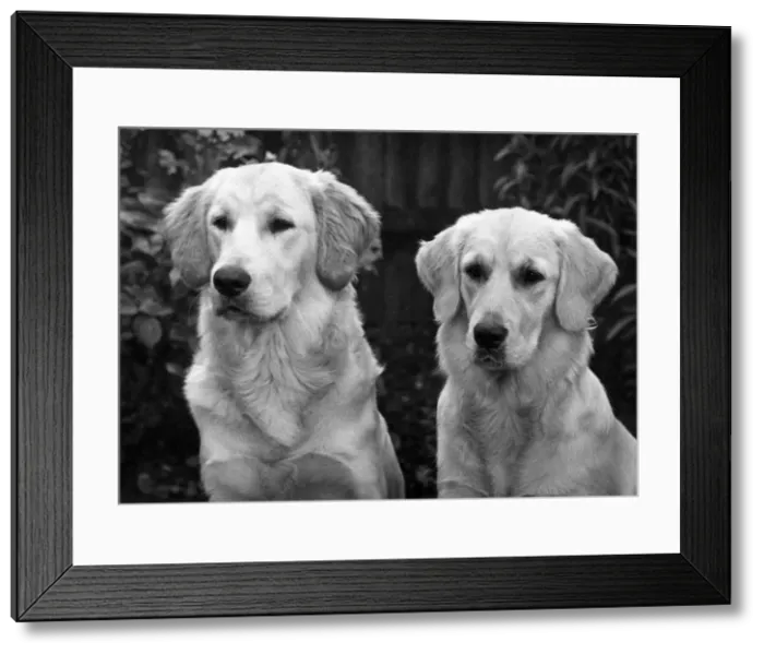 Framed Print : FALL / GOLDEN RETRIEVER Framed Print : FALL / GOLDEN RETRIEVER
