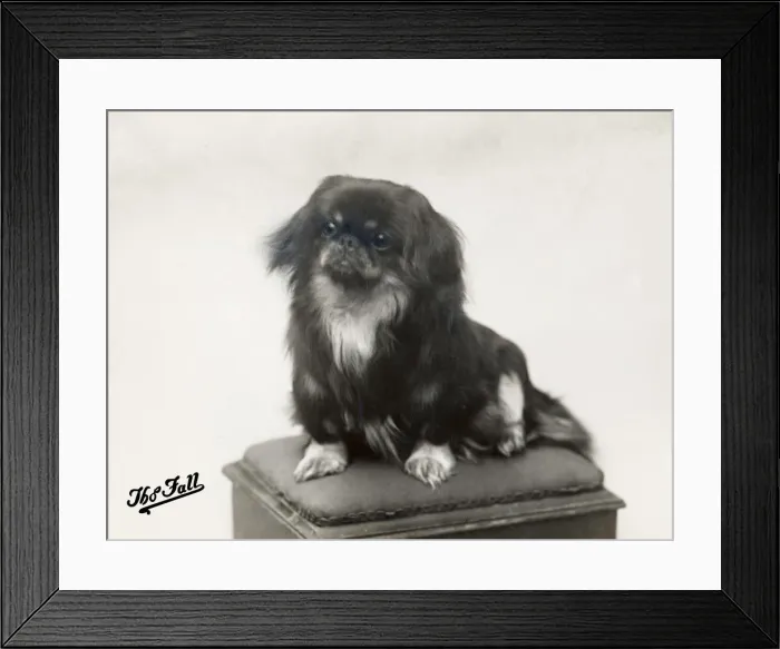 Framed Print : FALL / PEKINGESE / 1910 Framed Print : FALL / PEKINGESE / 1910