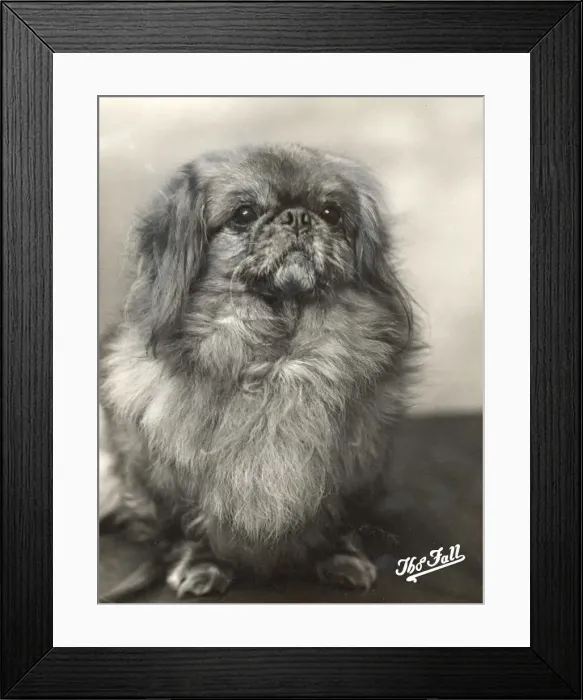 Framed Print : FALL / PEKINGESE / 1912 Framed Print : FALL / PEKINGESE / 1912