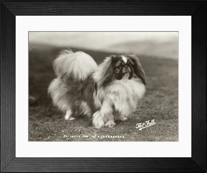 Framed Print : FALL / PEKINGESE / 1919 / 20 Framed Print : FALL / PEKINGESE / 1919 / 20