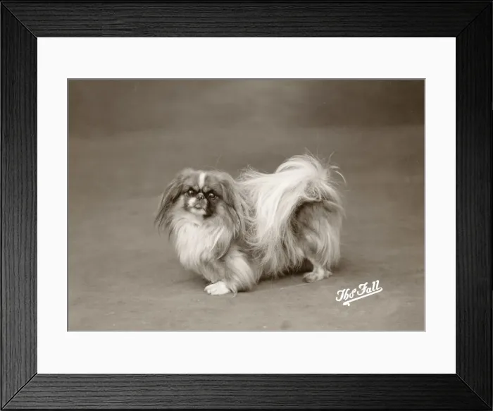 Framed Print : FALL / PEKINGESE / 1925 Framed Print : FALL / PEKINGESE / 1925