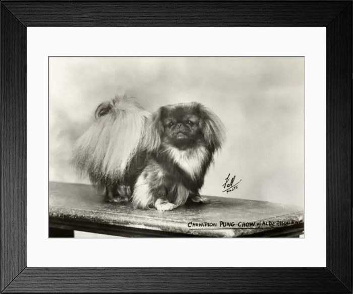 Framed Print : FALL  /  PEKINGESE  /  27