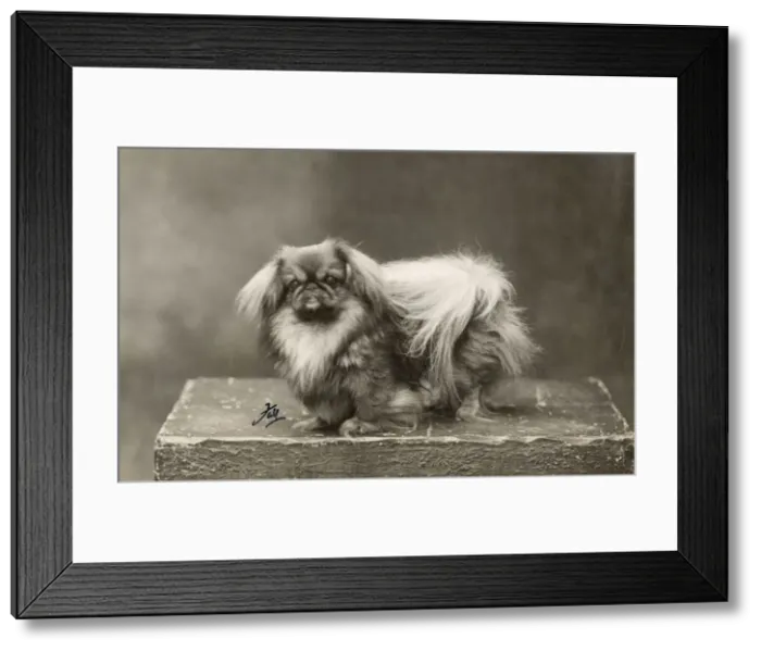 Framed Print : FALL / PEKINGESE / 1928 Framed Print : FALL / PEKINGESE / 1928